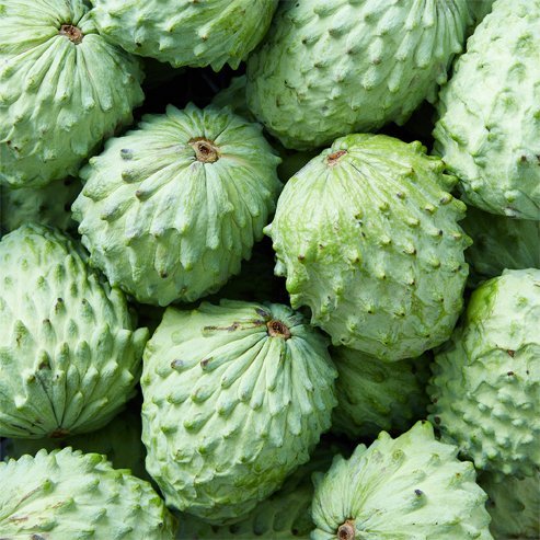 Custard Apple African pride seedling - Ladybird Nursery