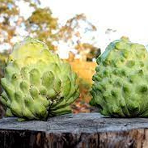 Custard Apple African pride seedling - Ladybird Nursery
