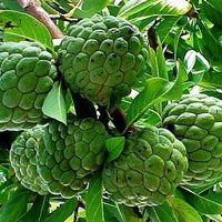 Custard Apple African pride seedling - Ladybird Nursery
