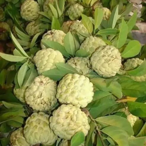 Custard Apple Golden Emperor - Ladybird Nursery