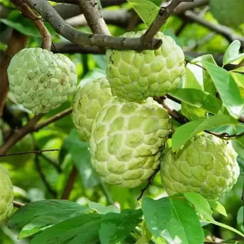 Custard Apple Golden Emperor
