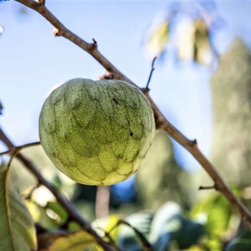 Custard Apple Hillary White - Ladybird Nursery