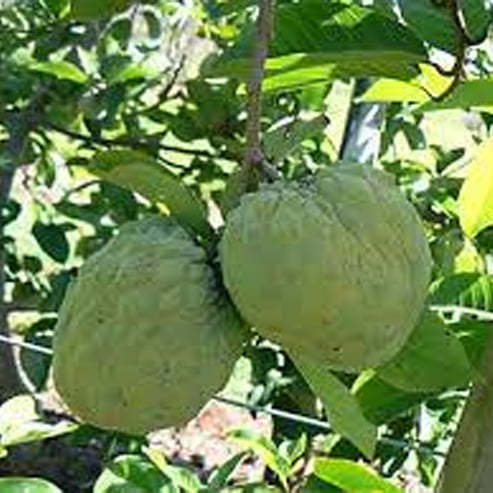 Custard Apple Hillary White
