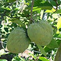Custard Apple Hillary White