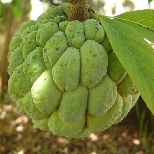Custard Apple Hillary White - Ladybird Nursery
