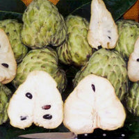 Custard Apple Pink Mammoth
