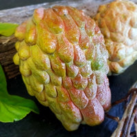 Custard Apple Pink Mammoth - Ladybird Nursery