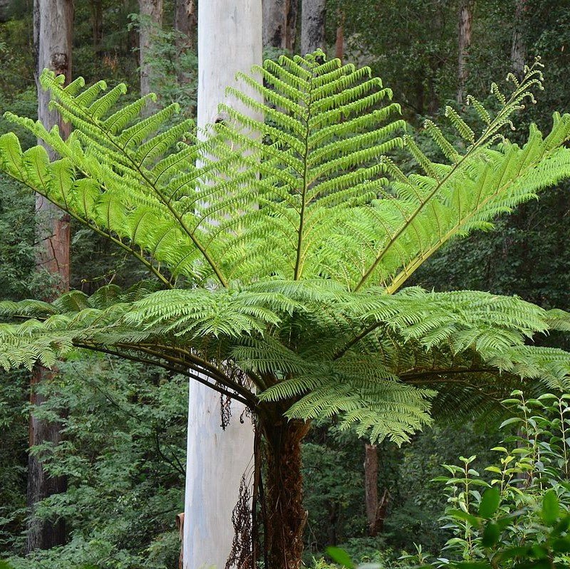 Tree Fern (Cyathea cooperi) PICK UP ONLY - Ladybird Nursery