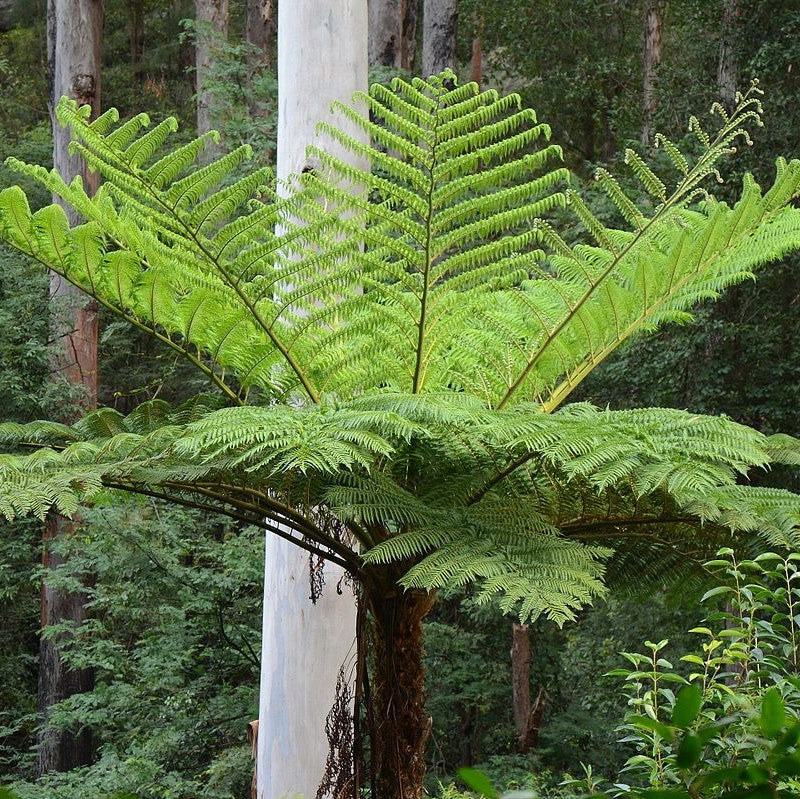 Tree Fern (Cyathea cooperi) PICK UP ONLY