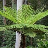 Tree Fern (Cyathea cooperi) PICK UP ONLY