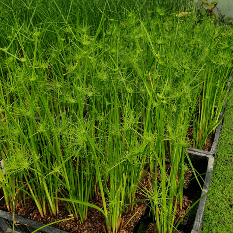 Dwarf Papyrus nanus (Cyperus papyrus)