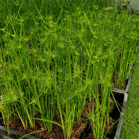 Dwarf Papyrus nanus (Cyperus papyrus)