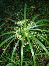 Dwarf Umbrella Sedge (Cyperus alternifolius)