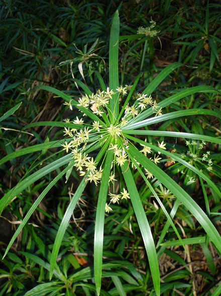 Dwarf Umbrella Sedge (Cyperus alternifolius)