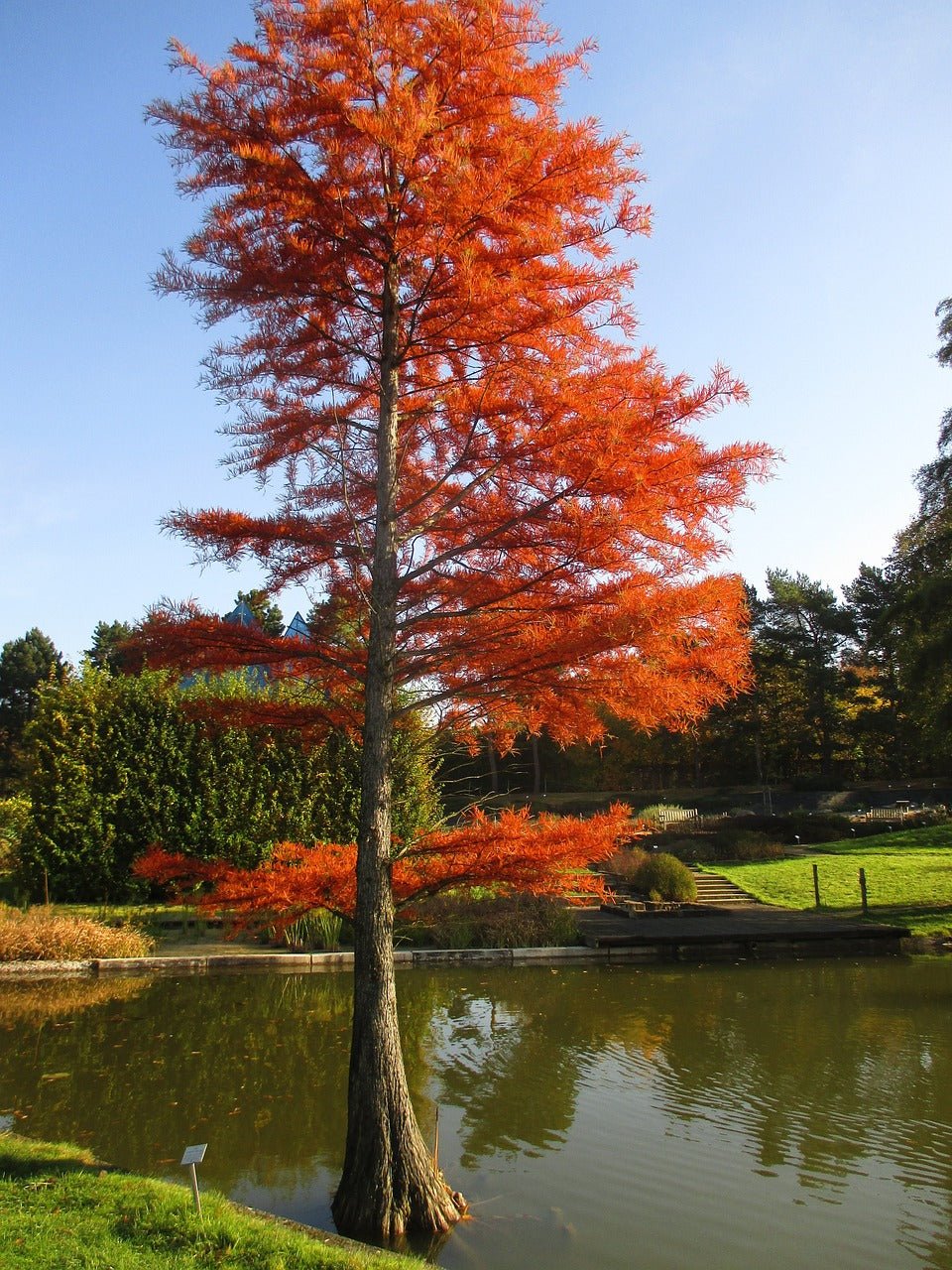 Bald Cypress (Taxodium distichum) - Ladybird Nursery