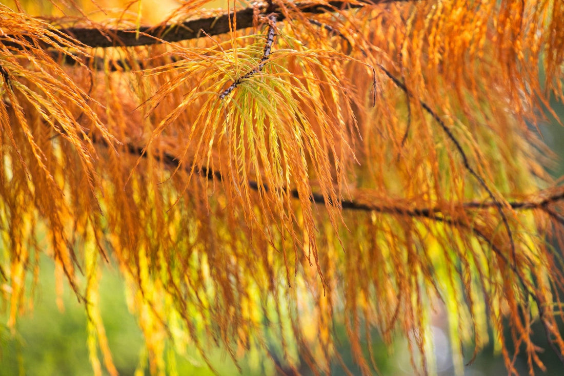 Bald Cypress (Taxodium distichum) - Ladybird Nursery