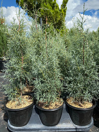 Arizona Cypress Blue Ice Standards (Cupressus glabra)