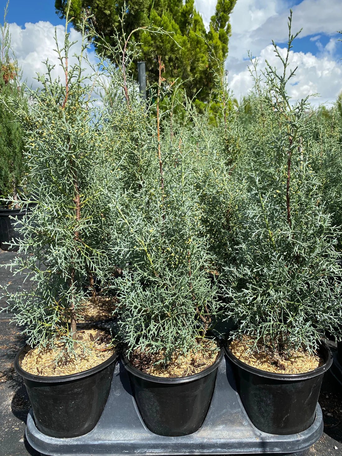 Arizona Cypress Blue Ice Standards (Cupressus glabra) - Ladybird Nursery
