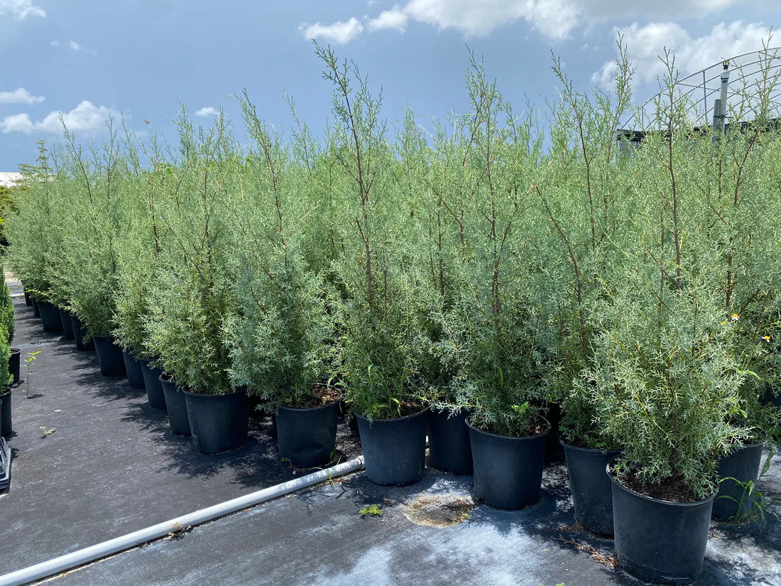 Arizona Cypress Blue Ice Standards (Cupressus glabra)