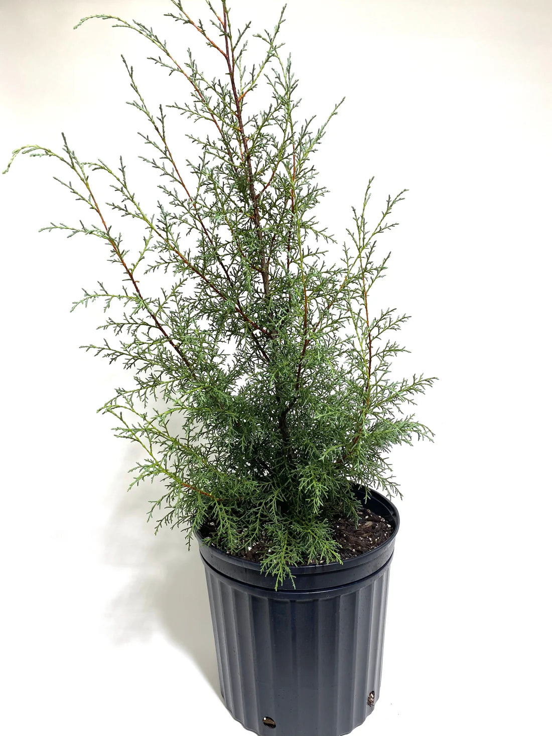 Arizona Cypress Blue Ice Standards (Cupressus glabra)