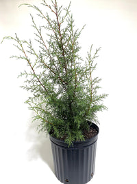 Arizona Cypress Blue Ice Standards (Cupressus glabra)