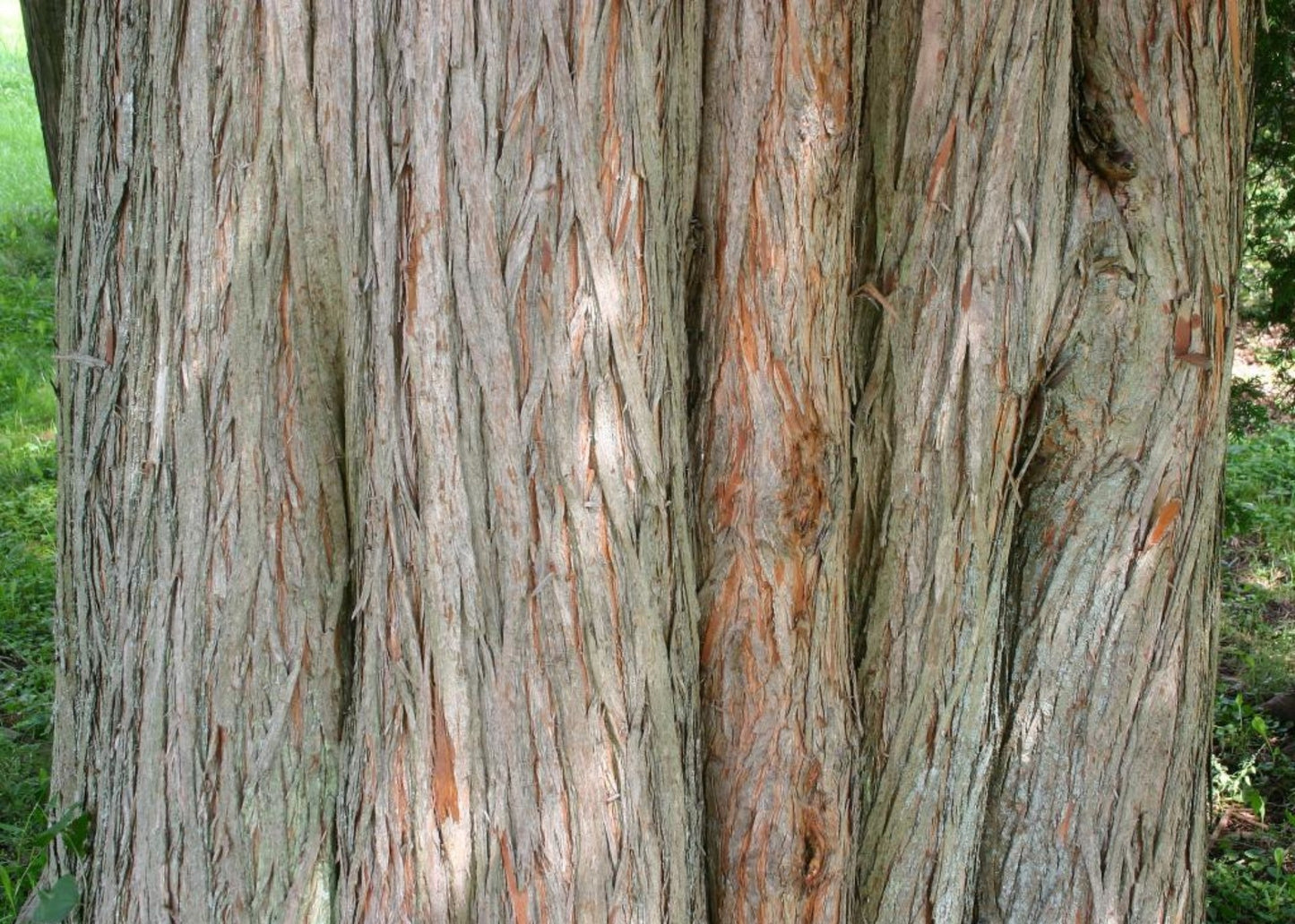 Bald Cypress (Taxodium distichum)