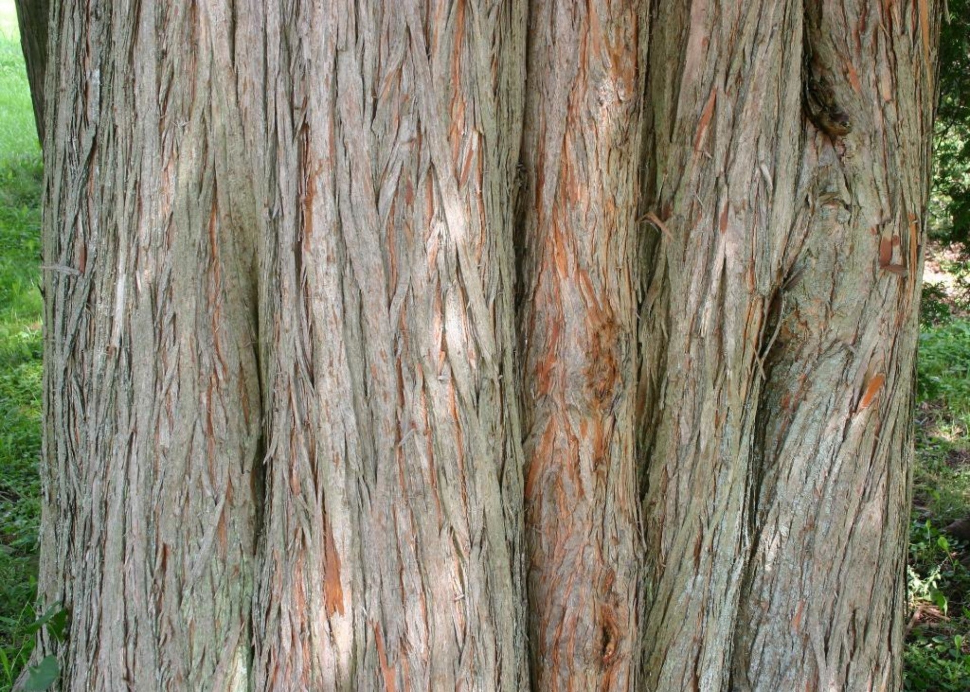 Bald Cypress (Taxodium distichum) - Ladybird Nursery