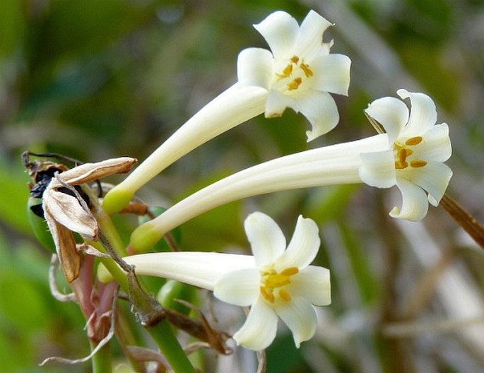 White Ifafa Lily Alba (Cyrtanthus mackenii)