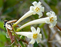 White Ifafa Lily Alba (Cyrtanthus mackenii)