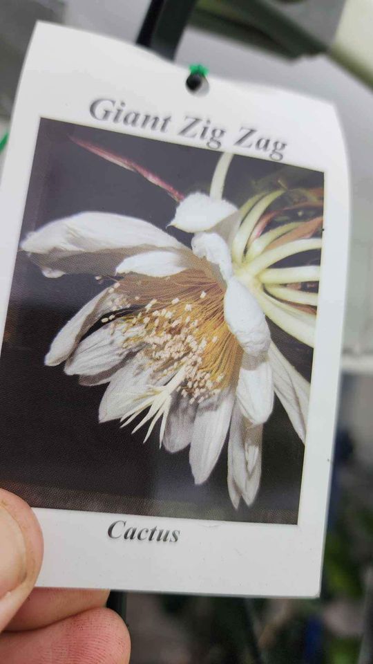 Giant Zig Zag Cactus