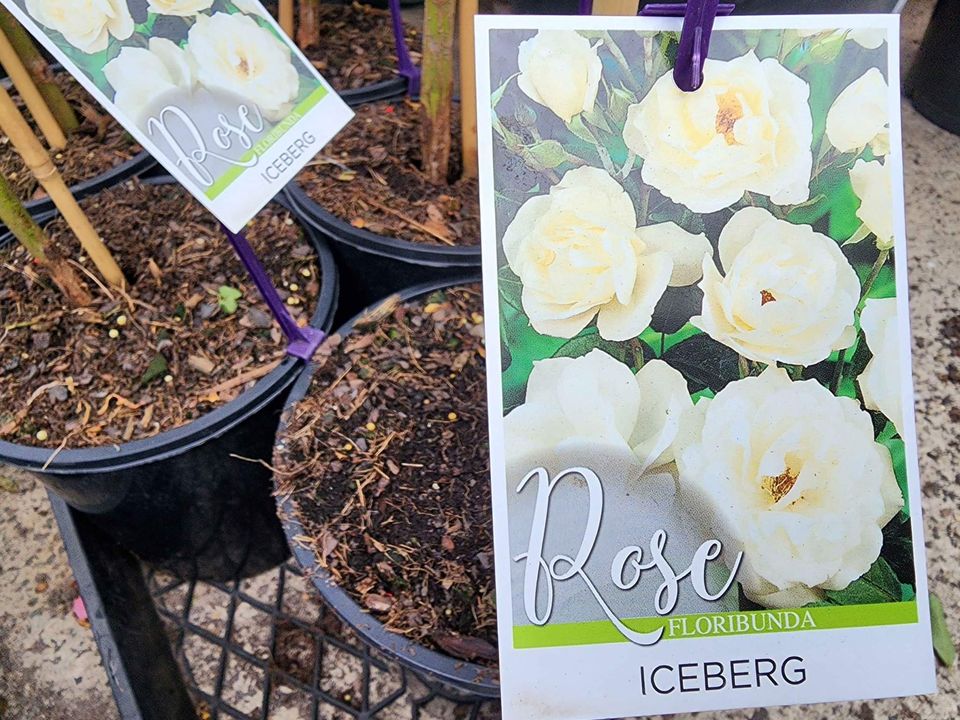 Rose 'Iceberg' 3ft Standards - Ladybird Nursery
