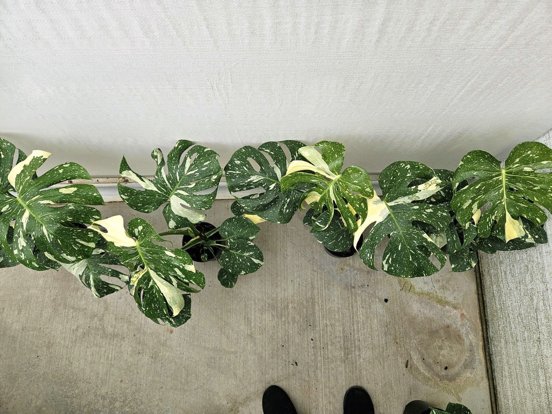Monstera 'Thai Constellation' - Ladybird Nursery