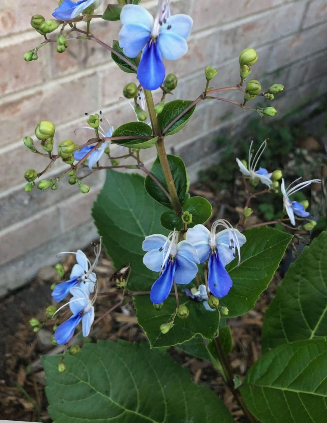 Blue Butterfly Bush (Clerodendrum ugandense) - Ladybird Nursery