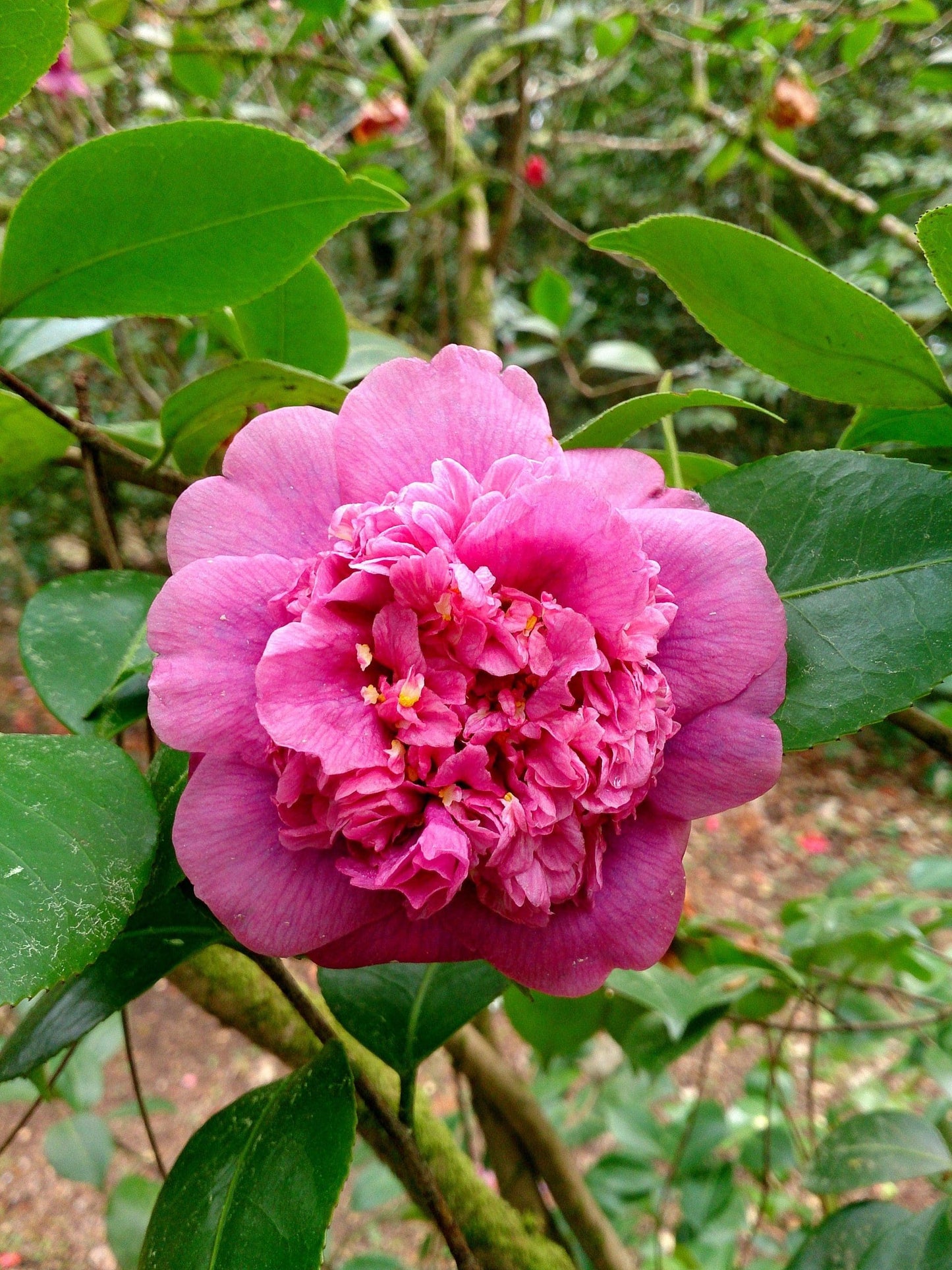 Camellia Dona Herzilia de Freitas Magalhaes (Camellia japonica)