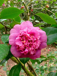 Camellia Dona Herzilia de Freitas Magalhaes (Camellia japonica)
