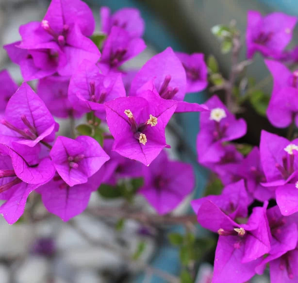 Zulu Bougainvillea (Bougainvillea Bambino™)