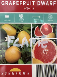 Flame Grapefruit (QLD Only)