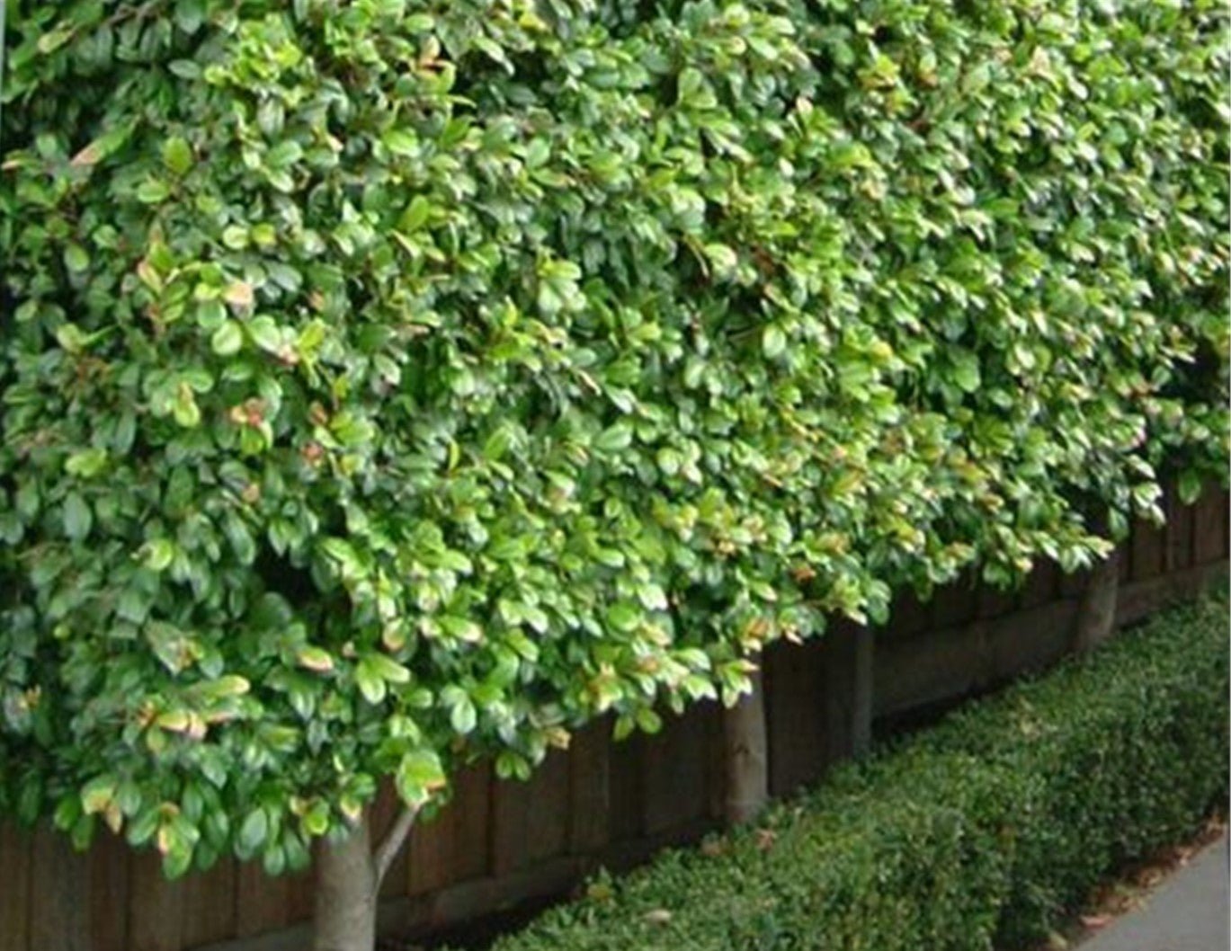 Lilly Pilly 'Resilience' (Syzygium australe) 140mm Pot - Ladybird Nursery