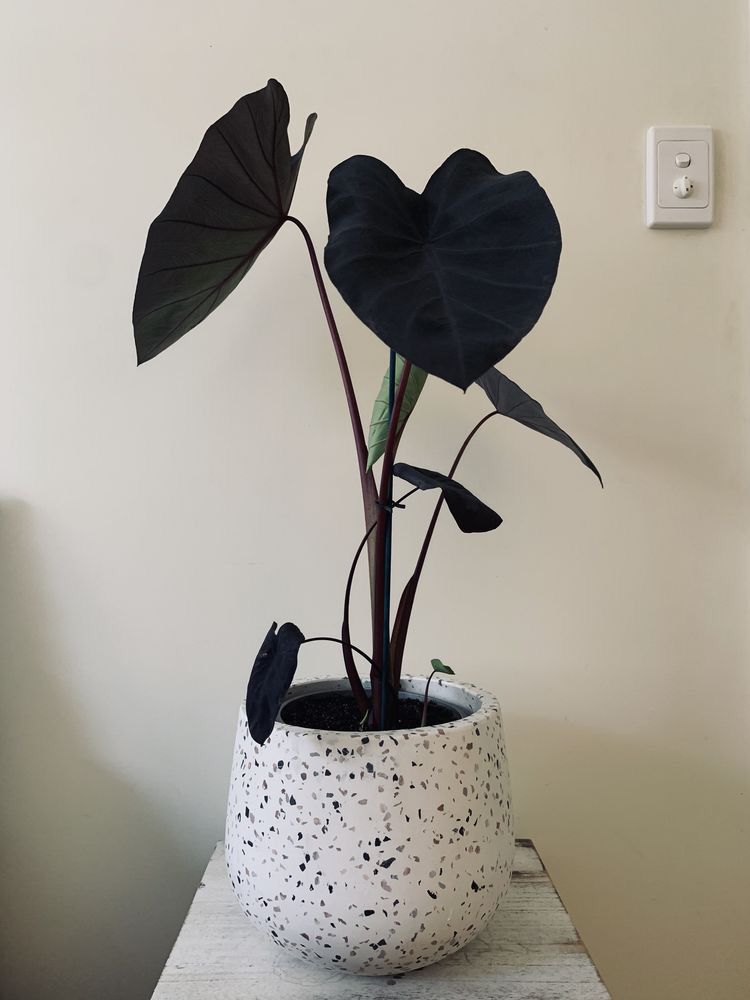 Black Magic (Colocasia esculenta)