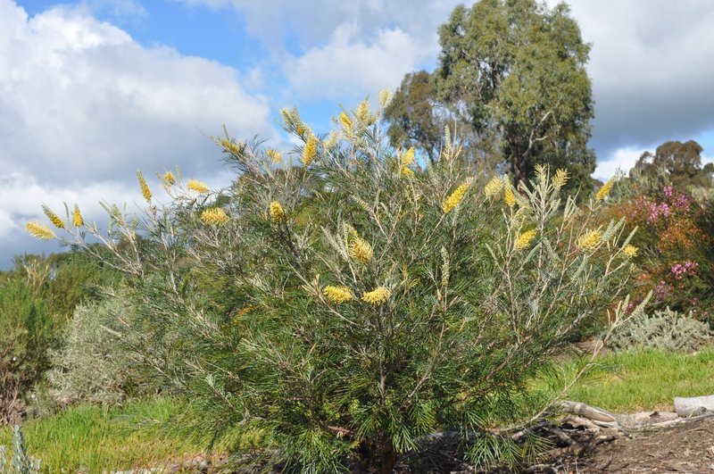 Grevillea Golden Yu - Lo - Ladybird Nursery