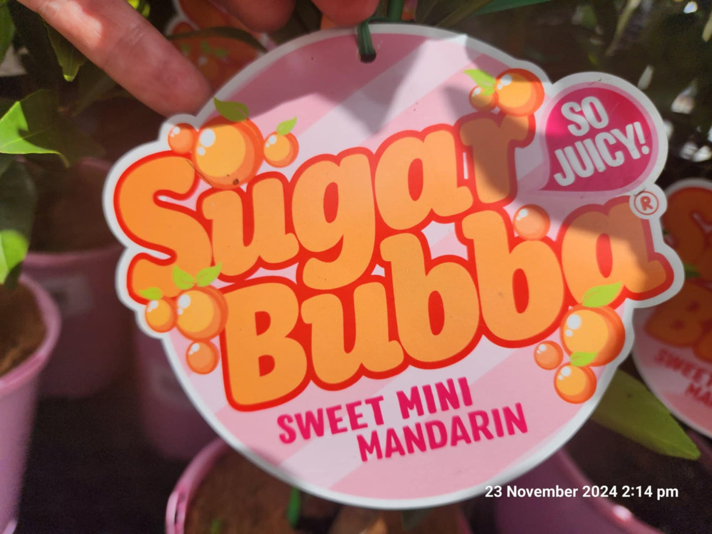 Advanced Dwarf Sugar Bubba Mandarin 400mm (PICK UP ONLY)