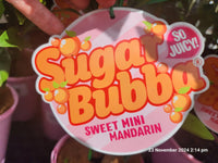 Advanced Dwarf Sugar Bubba Mandarin 400mm (PICK UP ONLY)
