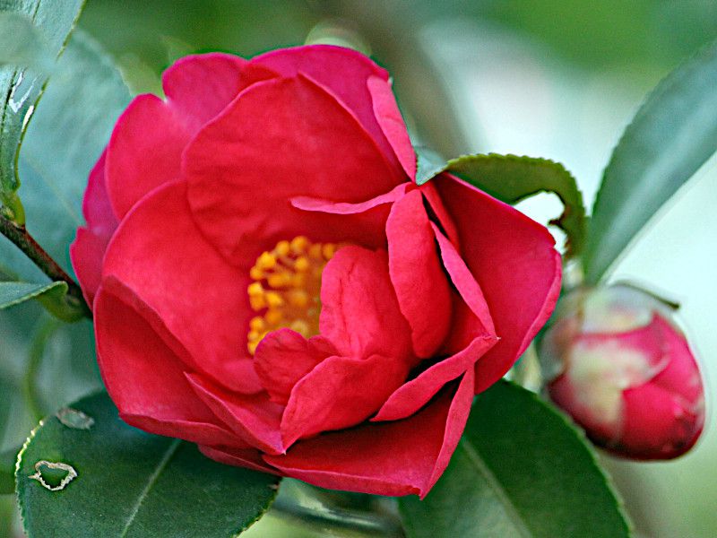 Sasanqua Camellia Narumagata (Camellia sasanqua)