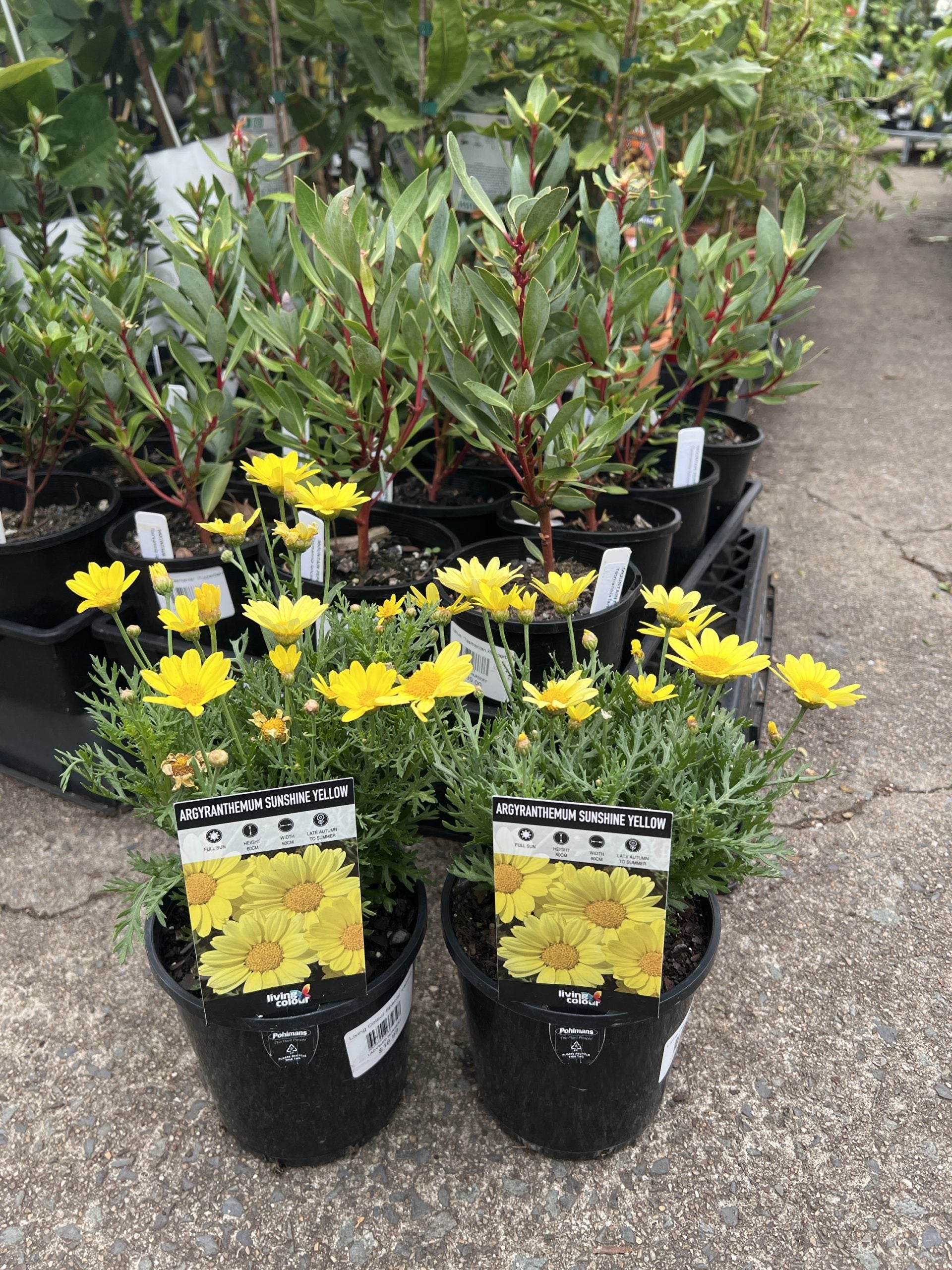 Daisy 'Sunshine Yellow' (Argyranthemum)