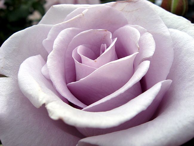 Rose Lagerfield (Rosa) - Ladybird Nursery