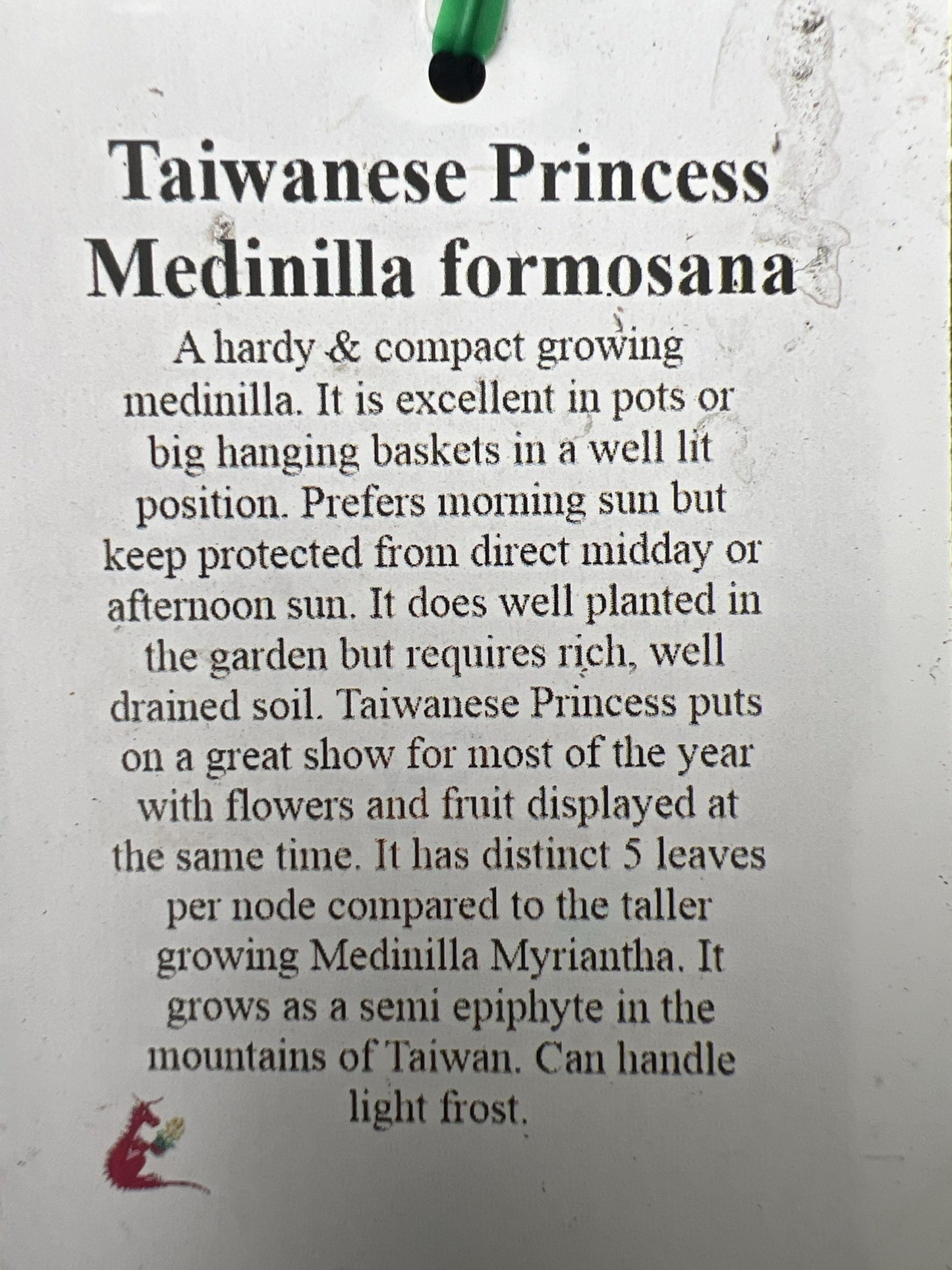 Medinilla Taiwanese Princess (Medinilla Formosa)