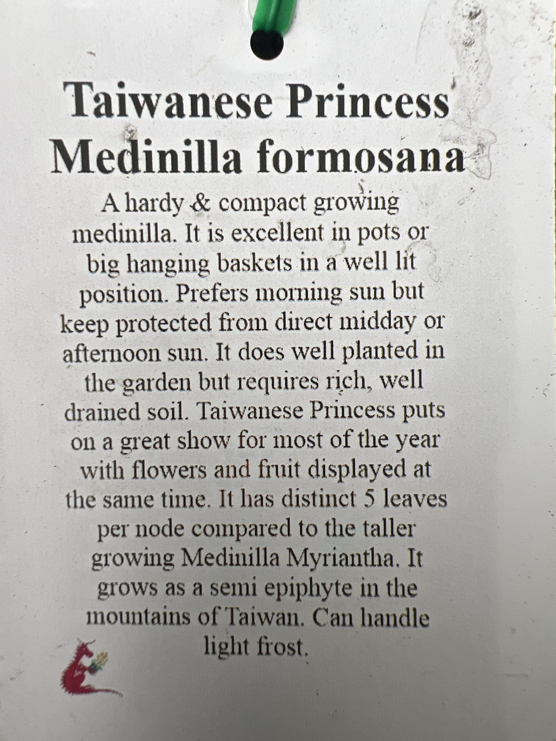 Medinilla Taiwanese Princess (Medinilla Formosa)