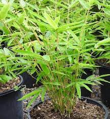 Hedge Bamboo Wang Tsai (Bambusa multiplex)