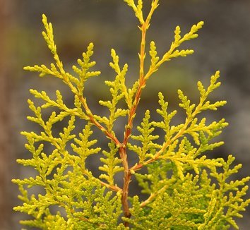Dwarf Arborvitae Little Champion (Thuja occidentalis) - Ladybird Nursery