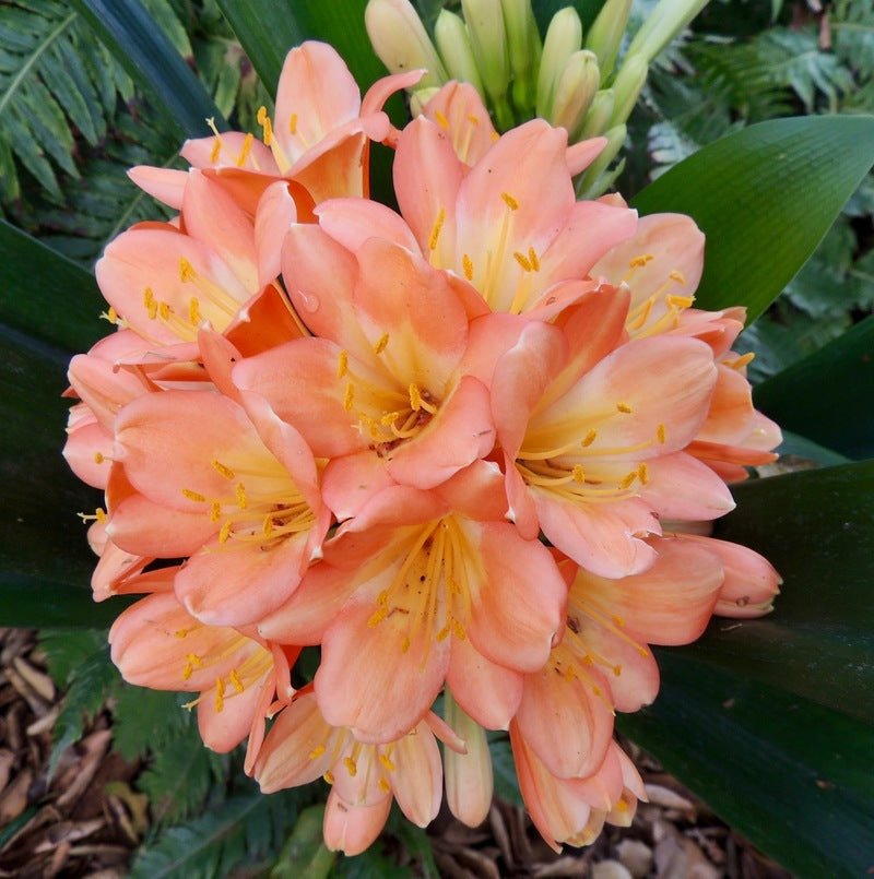Bush Lily Peach (Clivia miniata) - Ladybird Nursery